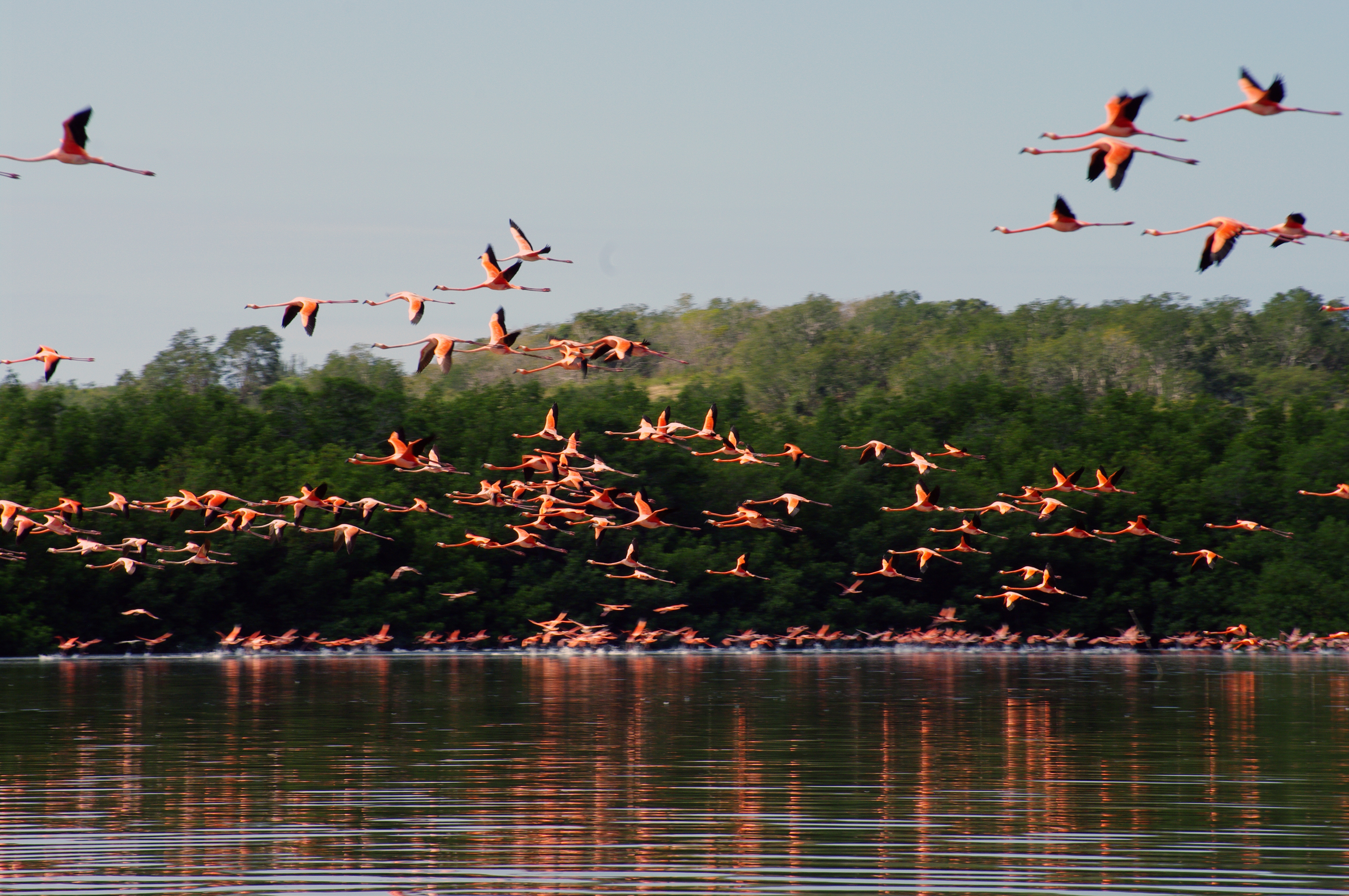 Flamingos Guanaroca Cienfuegos Cuba-Exclusivo